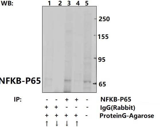 Rabbit polyclonal antibody to NFKB~p65