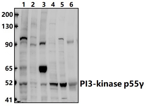 Rabbit polyclonal antibody to PI3K p85α/p55γ (Y467/199)