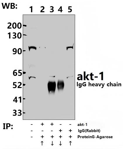 Rabbit polyclonal antibody to akt~1