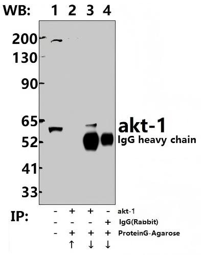 Rabbit polyclonal antibody to AKT