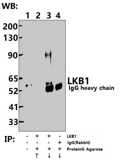 Rabbit polyclonal antibody to LKB1 (Ser428)