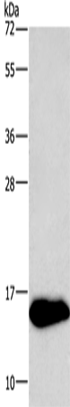 NRGN