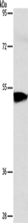 ACVR1B
