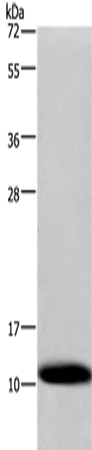 COX6B1