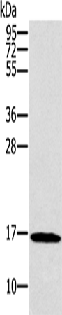SNCG