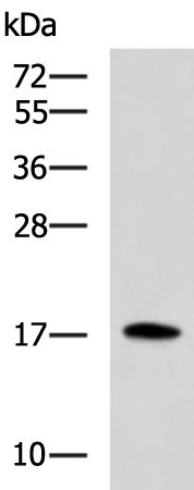 BCL2L15