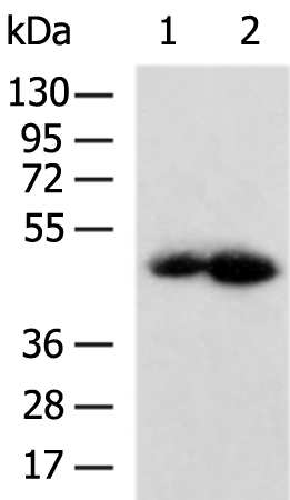 IL13RA1