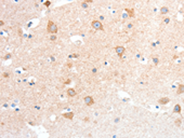 ANXA8