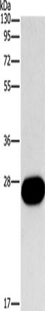 FGF9