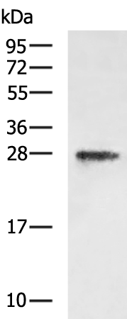 TNNI3 