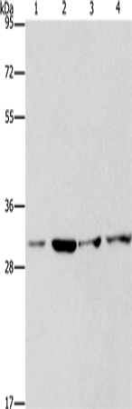 CDK2