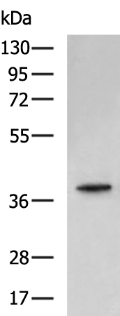 CDK6