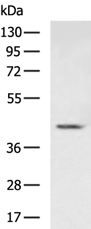 CDK10