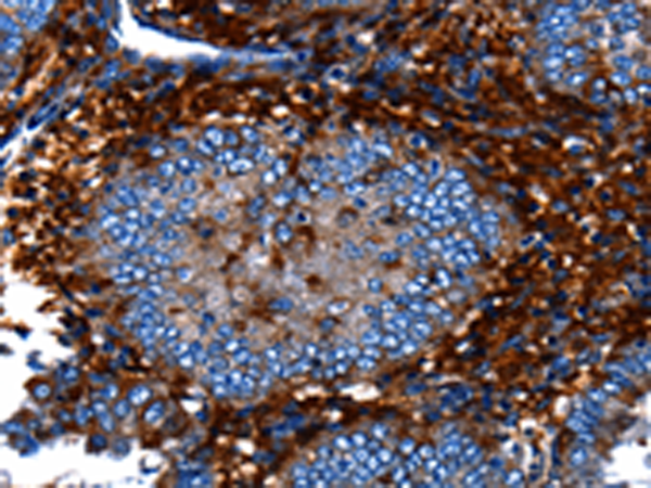 CNGA2