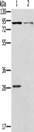 CNGA3