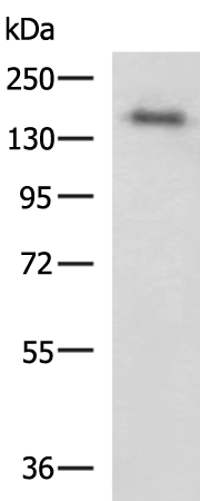 COL2A1