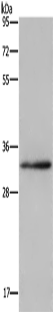 CLDN23