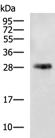CD151