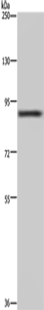 CUL3