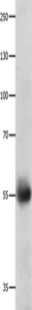 DRD5