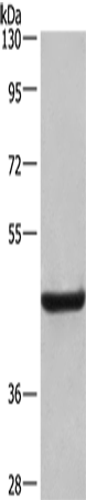 LAMP2