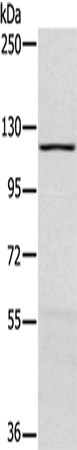 MAPK7