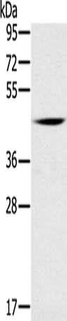 DUSP10