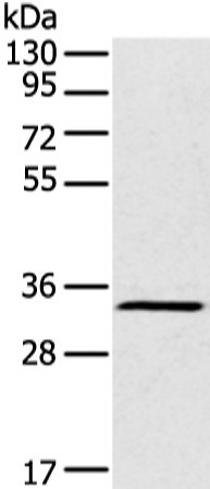 FOXR2