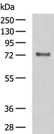 FSHR
