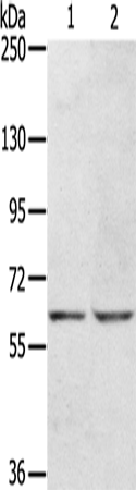 KCNH6