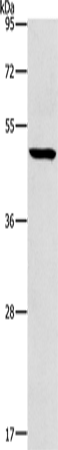 HOXC10