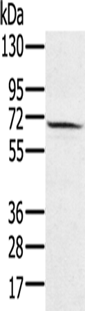 HSF2
