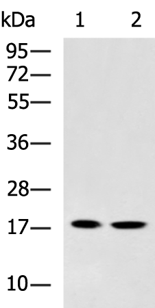 HSPB2