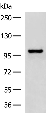 ITGB6