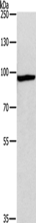 MSH5