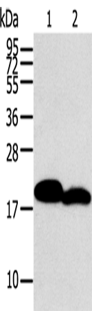 MYL2