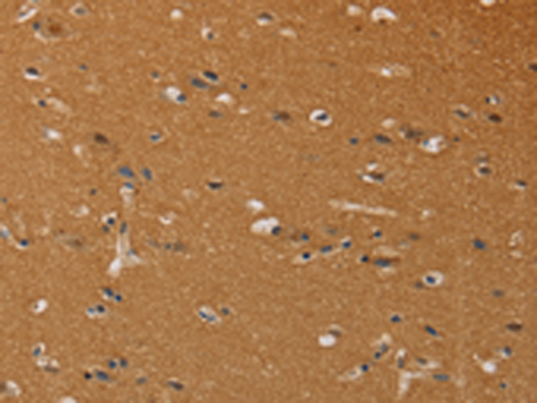 CHRNA4