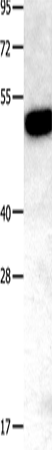 TNFRSF11B