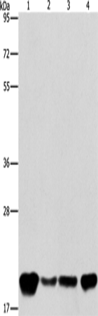 PEBP1