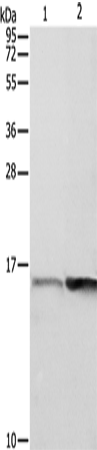 PFN1