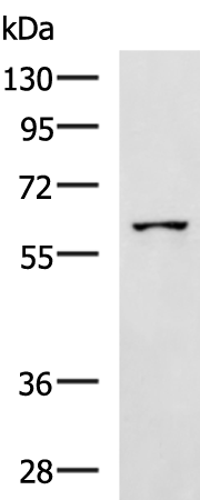 SPATA16