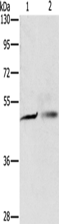 PGBD4