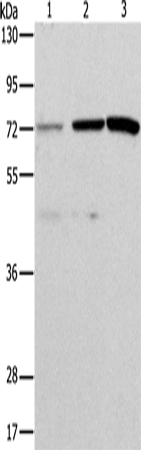 C2CD6
