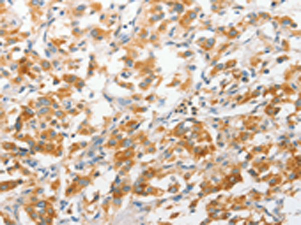 ANAPC2
