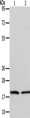 ANAPC13