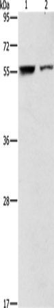 ARHGAP15