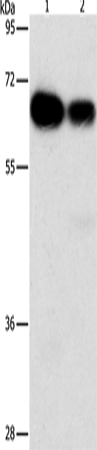 ARHGEF5