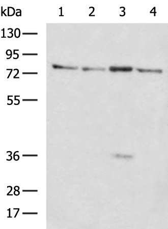 CDH6