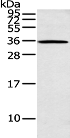 ASB8