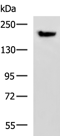 PDS5B